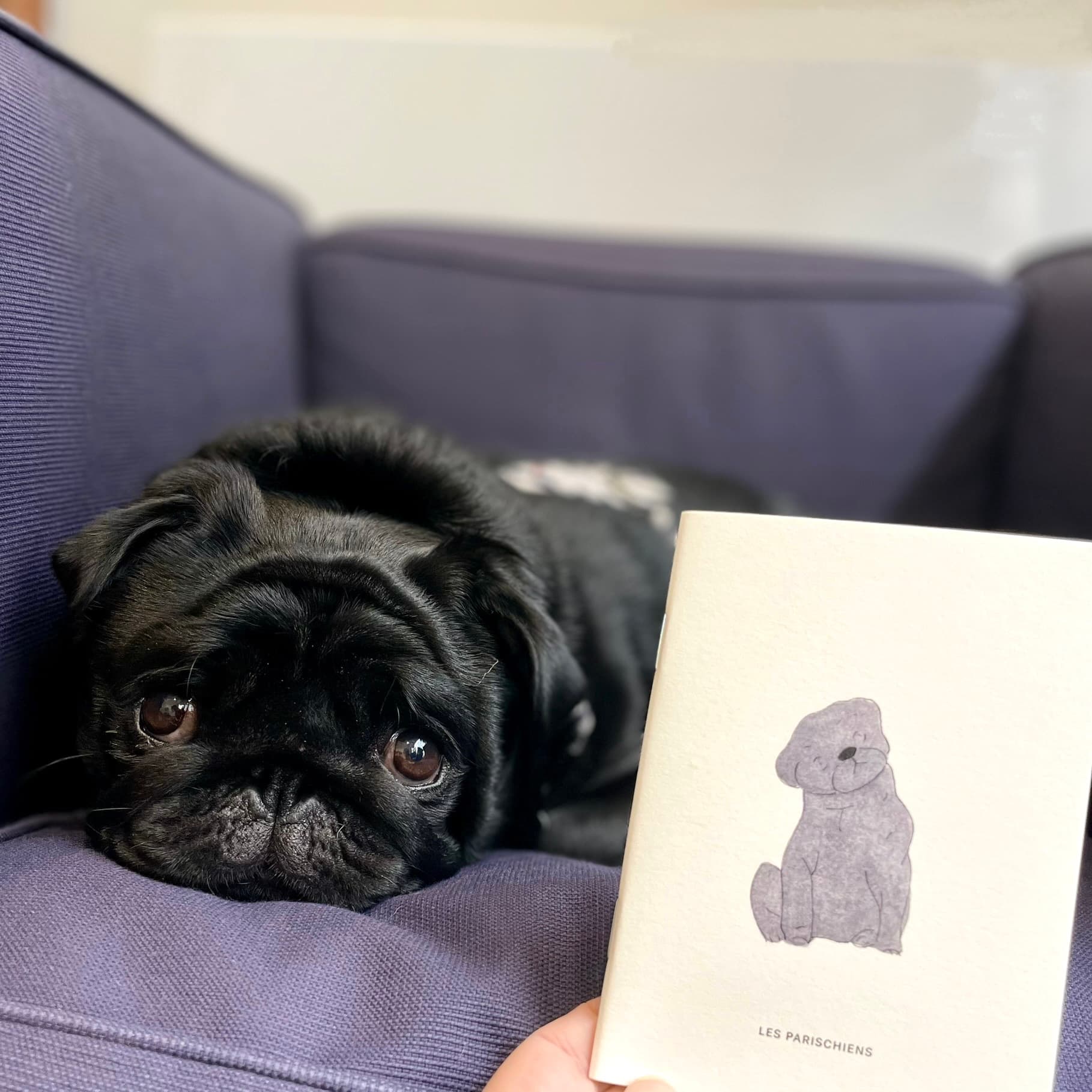 Murphy, le carlin mascotte de merci murphy®